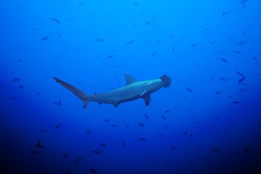 large Hammerhead shark clipart
