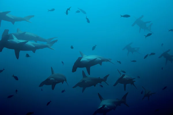 Tubarões-martelo no oceano azul — Fotografia de Stock