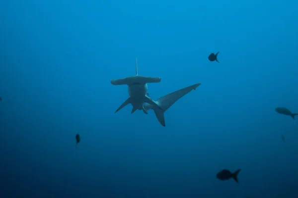 Vista frontal do tubarão-martelo — Fotografia de Stock