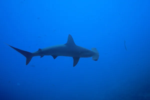 One hammerhead shark — Stock Photo, Image