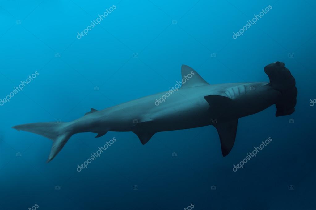 Hammerhead shark in ocean Stock Photo by ©serrnovik 101370192
