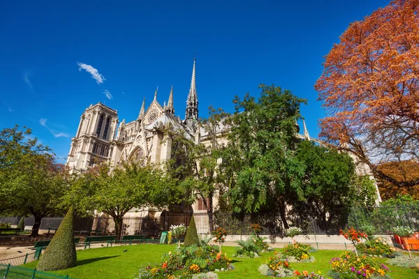 Pohled na katedrále Notre Dame i když listí — Stock fotografie