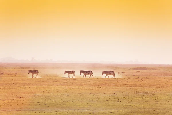 Paisaje con manada de cebras caminando — Foto de Stock