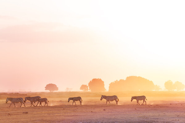 Zebras herd walking on dusty savanna at sunset, Amboseli National Park, Africa