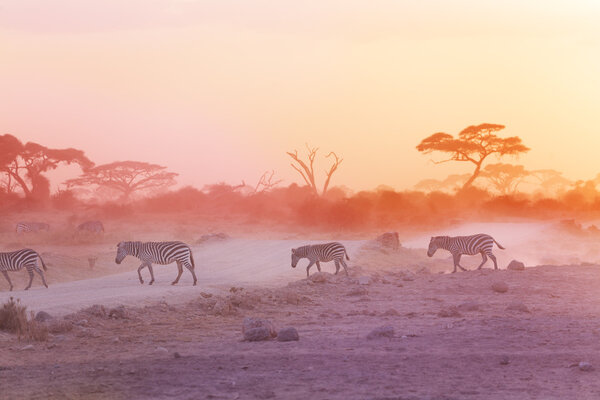 Zebras herd on dusty savanna 