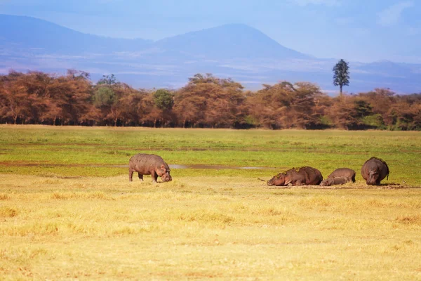 Flodhästar i afrikanska savannen i Amboseli — Stockfoto