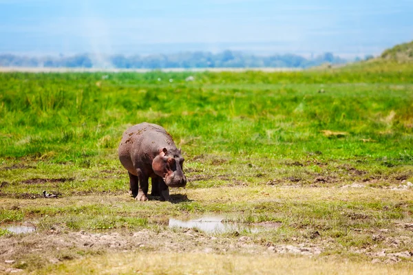 Cachorro de hipopótamos en el pantano —  Fotos de Stock