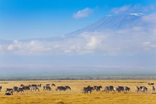 Grande rebanho de zebras de pé — Fotografia de Stock