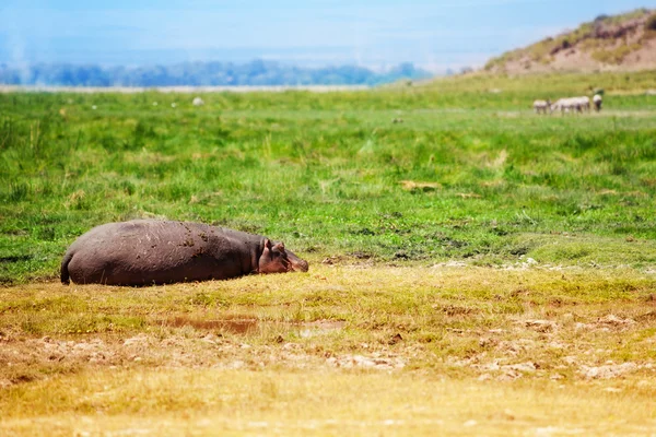 Hippo rusten op de savanne — Stockfoto