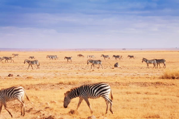 Duże stado Zebr Afryki — Zdjęcie stockowe