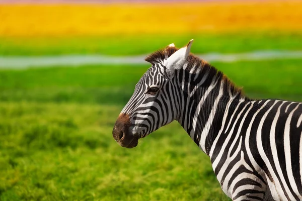 Piękny afrykański zebra — Zdjęcie stockowe