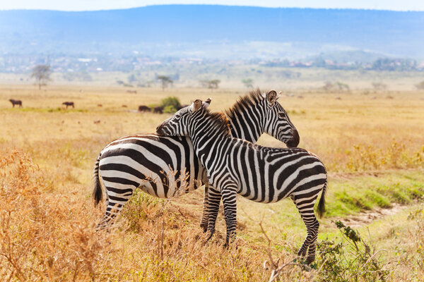 Two zebras playing with each other at savannah of Masai Mara National Reserve in Kenya, Africa