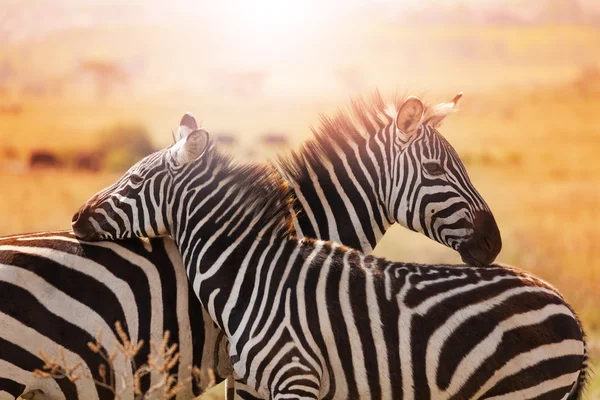 Anne zebra portresi yakın çekim — Stok fotoğraf