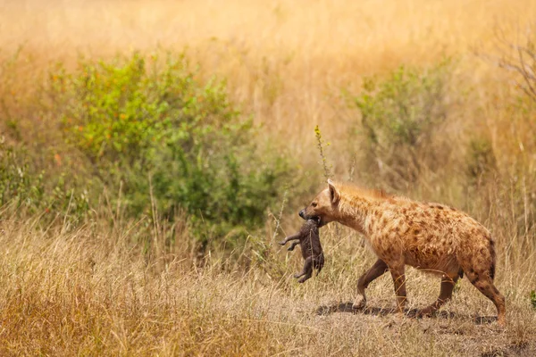 Hyena female picks up her cub — Stock Photo, Image