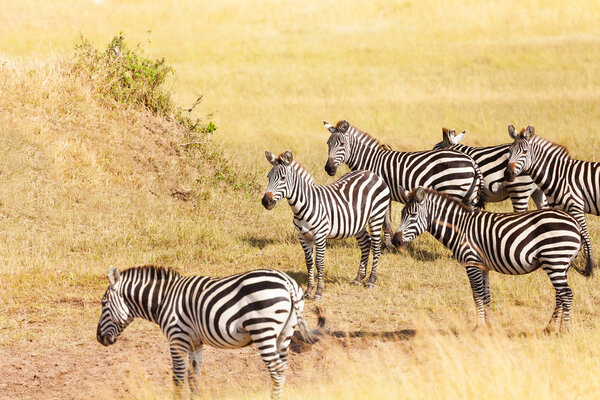 Zebra's grazing on grassland in Amboseli National Park, Africa
