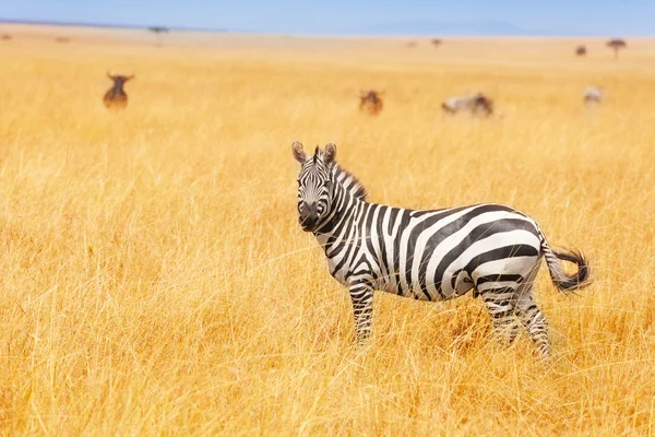 Zebra az amboseli nemzeti park — Stock Fotó