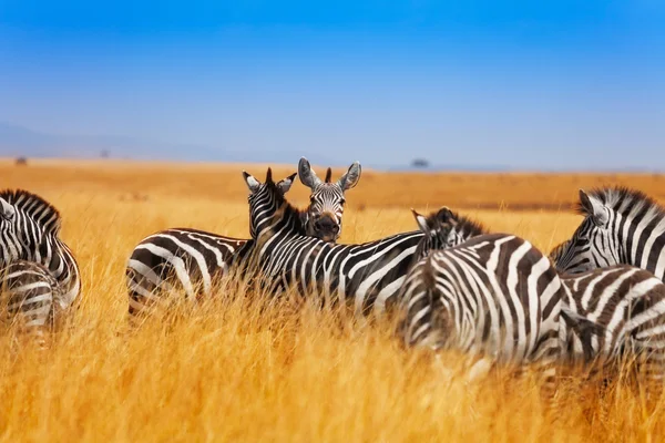 Kenya otlaklar Zebra sürüsü — Stok fotoğraf