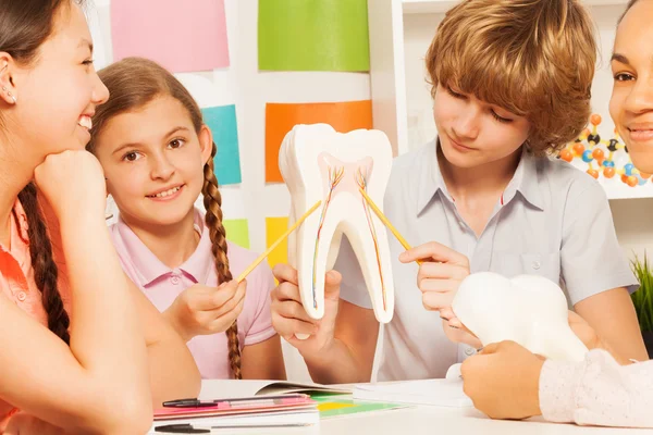 Quatro adolescentes estudando estrutura dentária — Fotografia de Stock