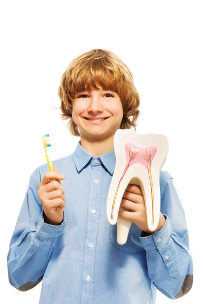 Мальчик с зубной моделью и зубной щеткой — стоковое фото