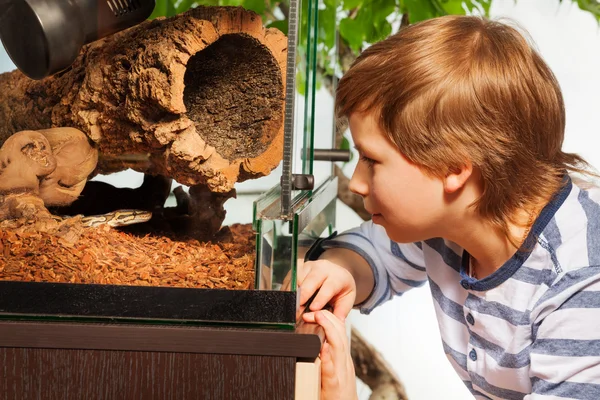 Boy watching Royal python — Stock Photo, Image