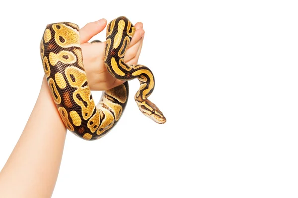 ロイヤルやボールの python の画像 — ストック写真