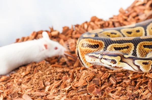 Ball python lov myší — Stock fotografie