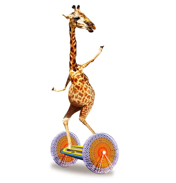 Funny Photo Giraffe Riding Gyroscooter Hoverboard Isolated White — Stock Photo, Image