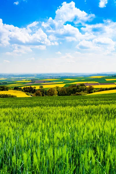 View Green Wheat Field Germany Squares Yellow Patches Rural Panorama — Stock Photo, Image