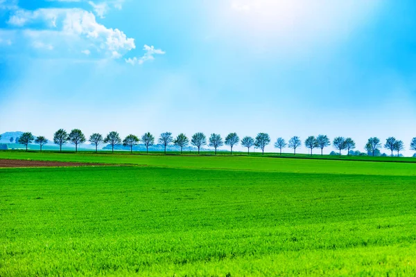 Zelená Pšenice Zemědělské Pole Letní Krajina Venkovské Oblasti Německu Evropa — Stock fotografie
