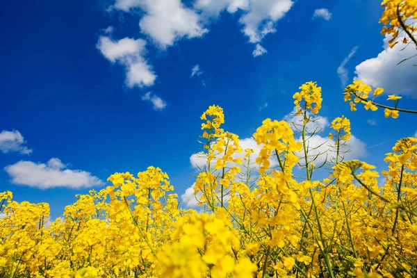 Fechar Vista Flores Canola Colza Amarelo Campo Sobre Céu Azul — Fotografia de Stock