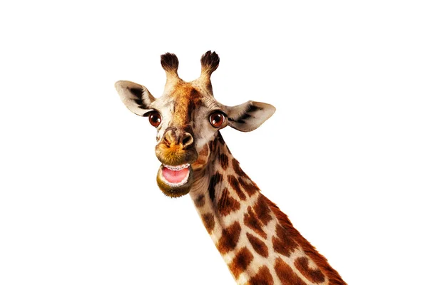 Vtipná Fotografie Žirafy Otevřenými Ústy Šátkem Klobouk Izolované Bílém — Stock fotografie