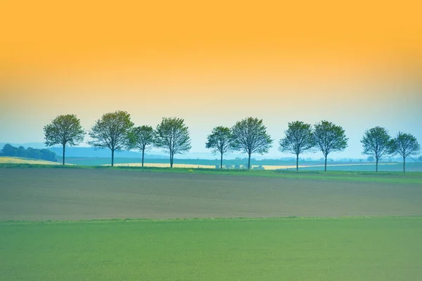 Solnedgång Syn Rader Träd Nära Vägen Över Grönt Vete Jordbruksfält — Stockfoto
