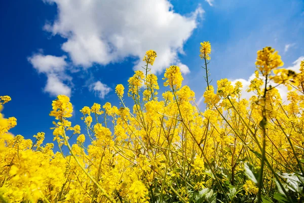 Fechar Flores Canola Colza Amarelas Campo Sobre Nuvens Céu — Fotografia de Stock