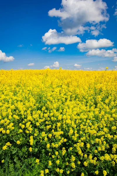 Vista Flores Canola Colza Amarelo Campo Sobre Céu Azul Nuvens — Fotografia de Stock