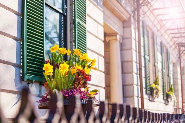 Flowers Flower Pot Colorful Petals Boston Downtown — Stock Photo, Image