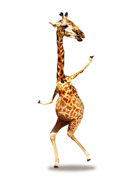 Dansen Foto Van Giraffe Mixed Media Concept Gelukkige Uitdrukking Geïsoleerd — Stockfoto
