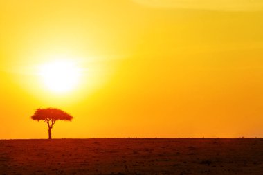 Kenya Savana 'daki yalnız ağacın üzerinde sarı günbatımı güneş diski