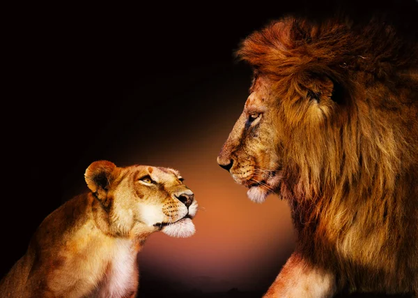 Charmant Couple Deux Lions Autre Sur Fond Noir — Photo