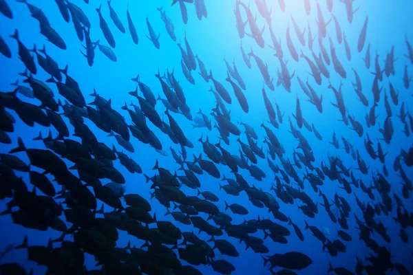 Duża Szkoła Pływania Ryb Głęboko Pod Wodą Wodach Oceanu Spokojnego — Zdjęcie stockowe