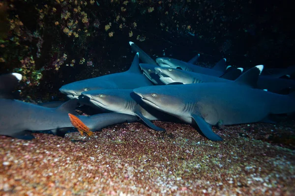 Large Group Small White Tip Baby Sharks Rest Rocks — Stock Photo, Image