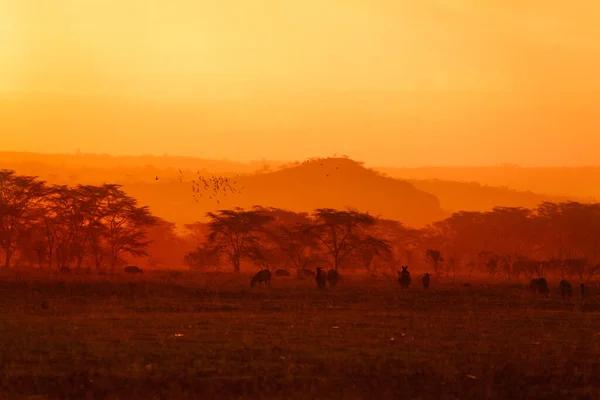 Paisaje Nocturno Con Muchos Animales Sabana Keniata Colores Amarillo Naranja —  Fotos de Stock