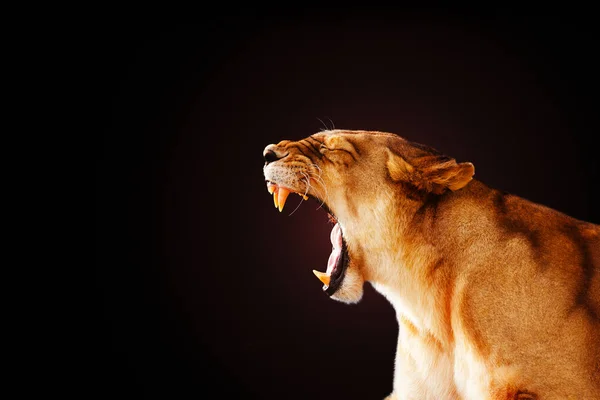 Yarning Female Lion Showing Tooth Scary Expression Close Photo — Stock Photo, Image