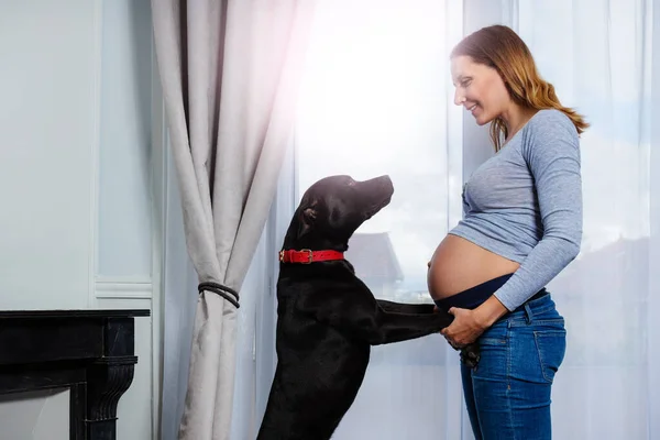 妊娠幸せな女性とともに大おなか腹ホールド犬によってPaws近くザウィンドウ — ストック写真
