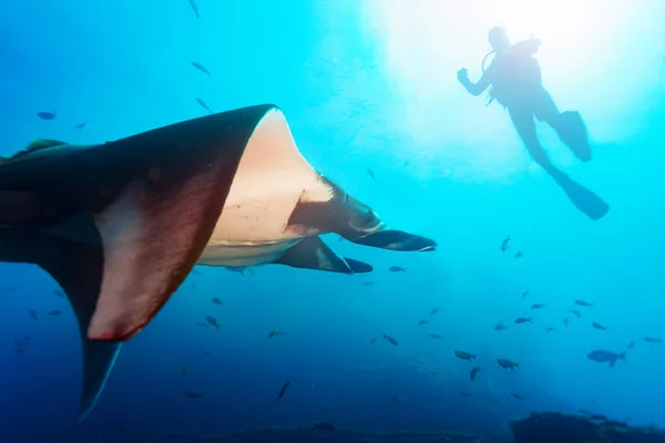 Boční Fotografie Krásného Manta Paprsku Slunci Plavání Blízkosti Potápěče — Stock fotografie