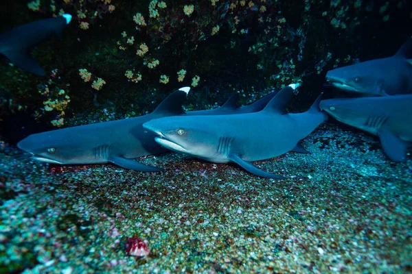 Group Small Baby White Tips Sharks Keep Together Sea Floor — Stock Photo, Image