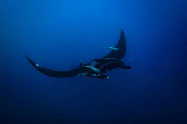 Plavání Manta Paprsek Fotografie Dvěma Remora Ryby Připojené Křídla Hluboko — Stock fotografie