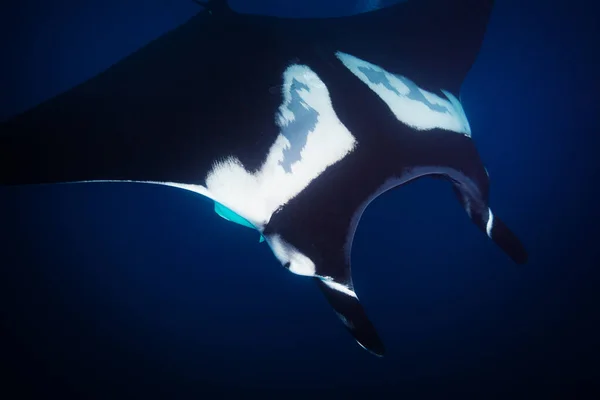Zamknij Zdjęcie Góry Duży Wspaniały Manta Ray Pływanie Głęboko Wodzie — Zdjęcie stockowe