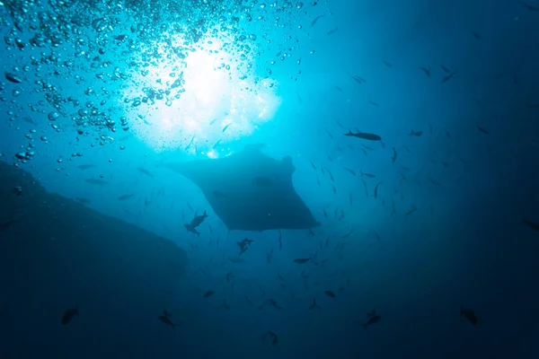 Front Photo Beautiful Manta Ray School Fishes Sunlight Swimming Underwater — Stock Photo, Image