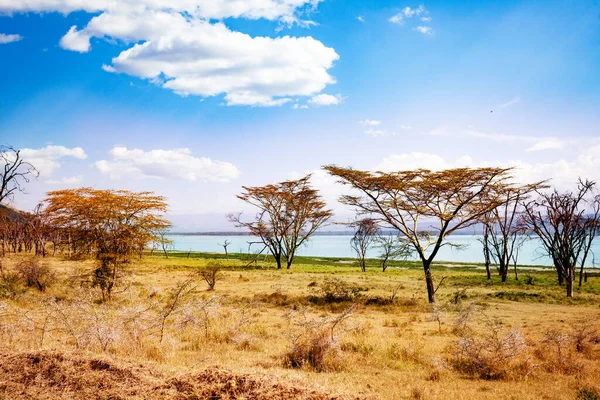 Forest Och Naivasha Sjö Kenya Nakuru Land Utsikt Afrika — Stockfoto
