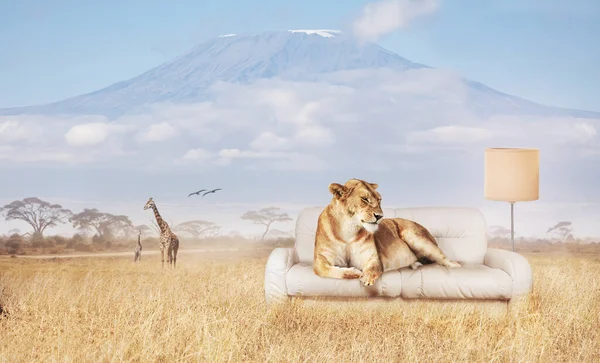 Lion Rest Sofa Savannah Kilimanjaro Mountain Background Mixed Media — Stock Photo, Image